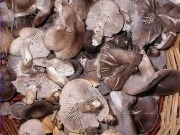 Fredolics (Tricholoma terreum)