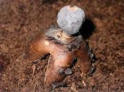 Geastrum campestre Morgan