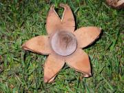 Estrelleta (Geastrum lageniforme)