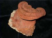 Ganoderma lipsiense (Batsch.) Atkinson