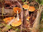 Gymnopilus penetrans