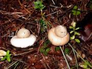 Geastrum sessile