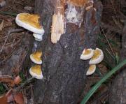 Ganoderma Applanatum