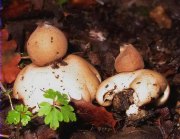 Geastrum sessile