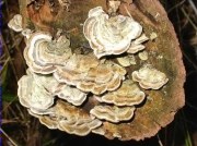 Trametes hirsuta