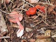 Hygrocybe miniata