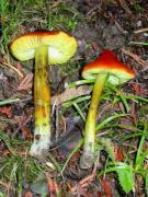 Hygrocybe pseudoconica Lge.1