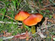 Hygrocybe pseudoconica Lge 2