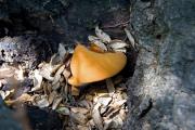 Laetiporus sulphureus ????