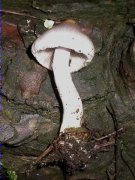 Inocybe geophylla