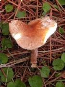 Lépiote de Josserand (Lepiota josserandii)