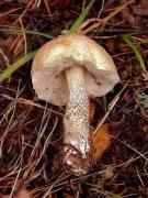 Leccinum holopus