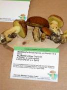 Alzinall, bolet joli (Leccinum lepidum (Boucher ex Essette) Quadraccia)