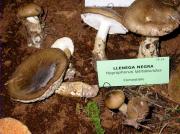 Llenega negre (Hygrophorus latitabundus)