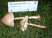 Cogomella de mugró (Macrolepiota mastoidea(Fr.) Singer)