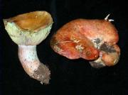 Rovelló d solell, esclatasangs, vinader, lactaire sanguin (Lactarius sanguifluus (Paulet:Fr.) Fr.)