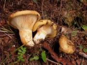 Lactarius scrobiculatus