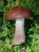 Leccinum scabrum