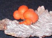 Lycogala epidendron