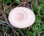 Lactarius chrysorrheus