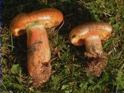 Rovelló clar (Lactarius quieticolor)