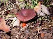 Lactarius subumbonatus