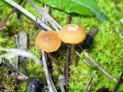 Galère lisse (Galerina laevis)