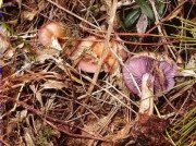 Escarlet morat (Lepista glaucocana)