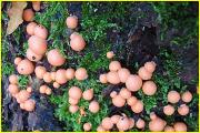 Lycogala Epidendron 2/2