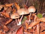 Coprinus micaceus