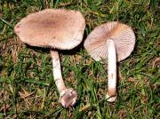 Psathyrelle gris lilas (Psathyrella melanthina)