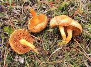 Molleric (Suillus bovinus)