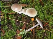 Mycena pura