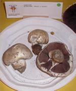 Agaricus nivescens