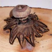 Geastrum pectinatum