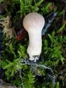 Pet de llop perlat (Lycoperdon perlatum)