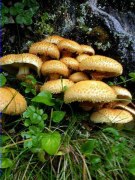 Pholiota squarrosa 1/2