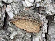 Phellinus pini (Xanthocrous pini)