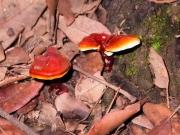 La pipa (Ganoderma lucidum)