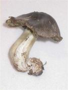 Tricholome prétentieux, fredolic gros (Tricholoma portentosum)