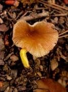 Pluteus romellii (=P. lutescens)