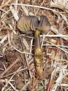 Hygrocybe psittacina