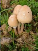 Paneolus semiovatus