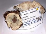 Russula chloroides
