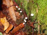 Marasmius rotula