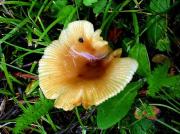 Cualgre (Russula pectinatoides)