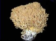 Ramaria pallida (Sch.) Ricken (=R. Mairei)