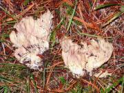 Peu de rata (Ramaria pallida) ?