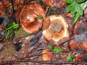 Paxillus rubicundulus