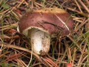 Russula integra